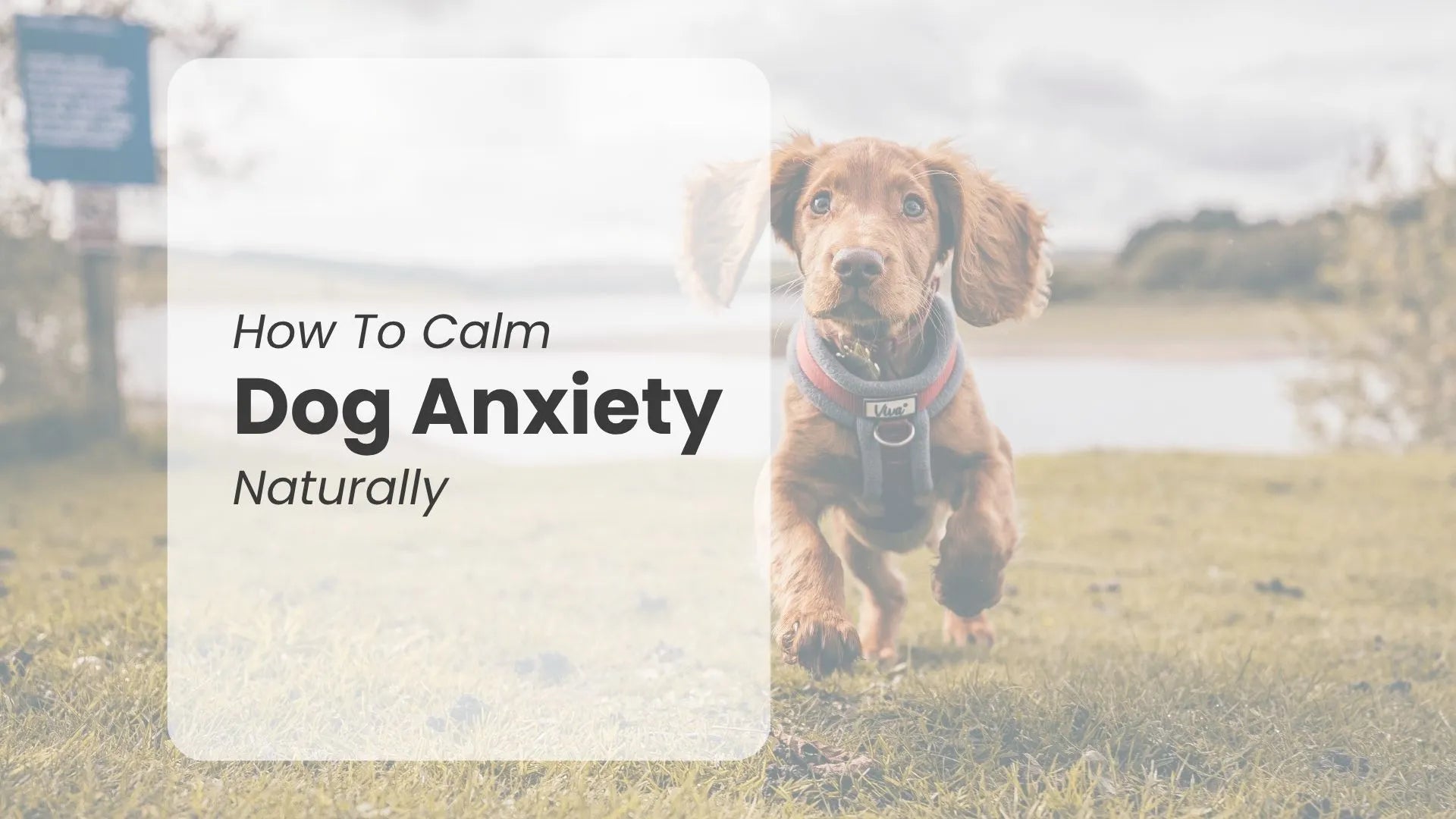 Image of running dog