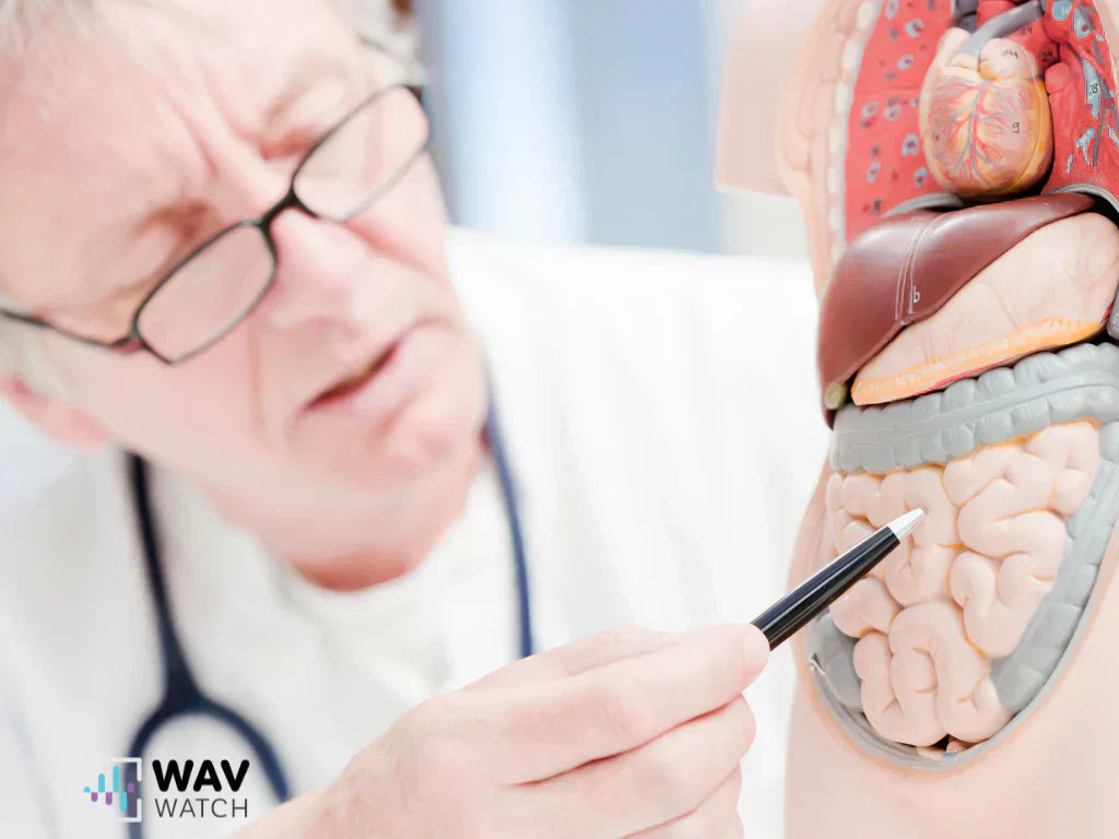 Image of Doctor Showing Intestines on Model