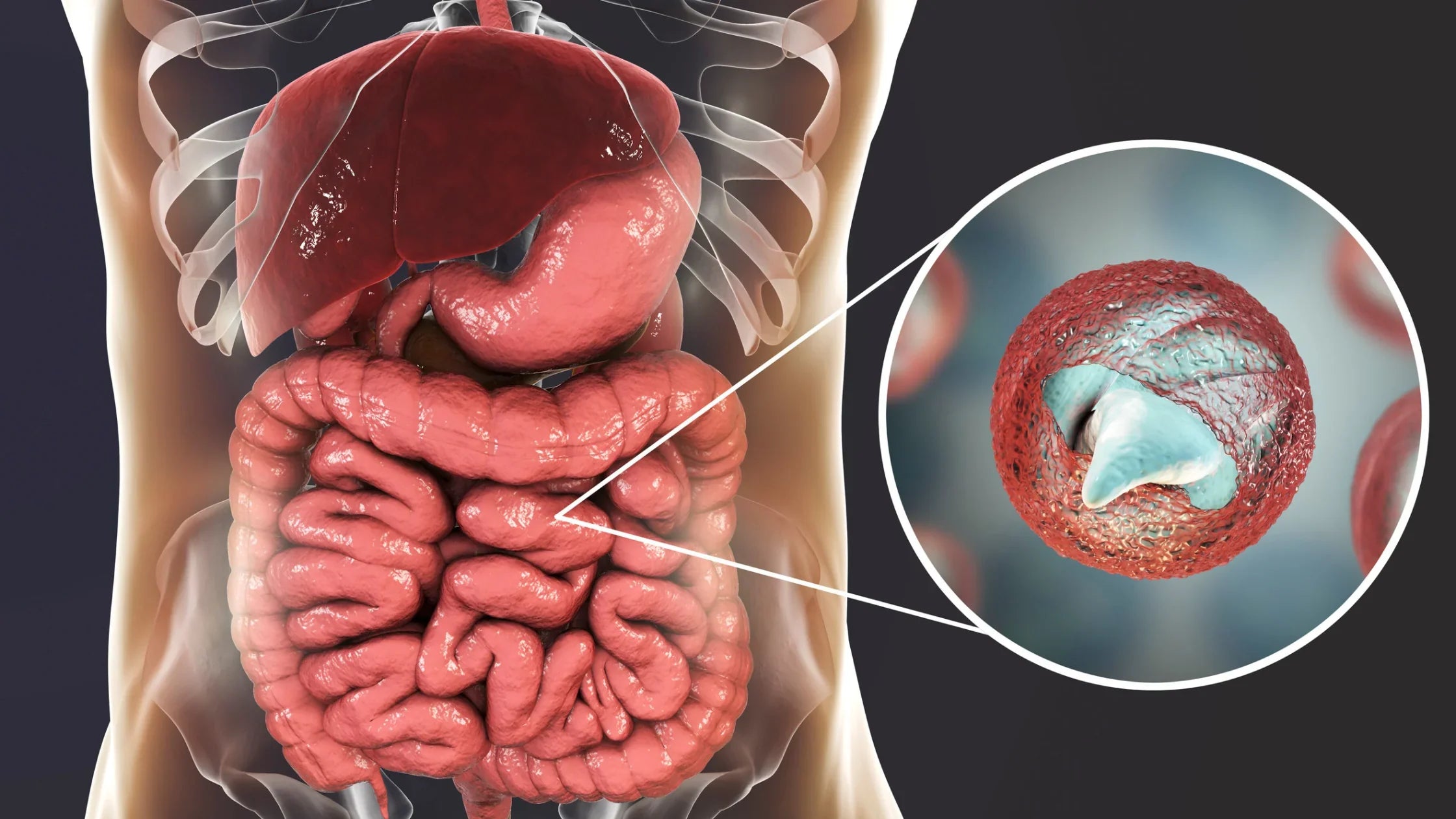 Illustration of Intestinal Parasite