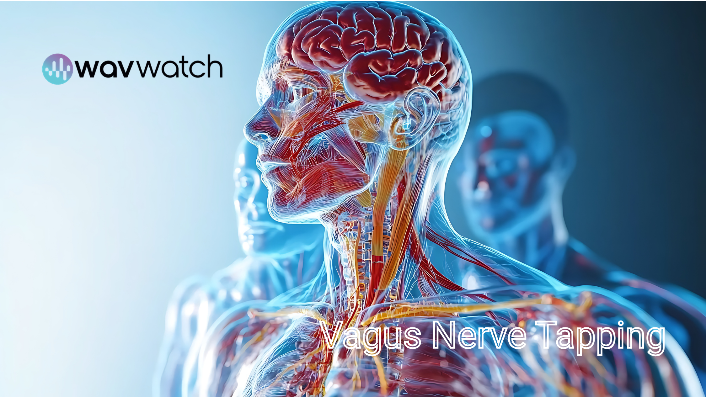 Graphic Image of the Vagus Nerve