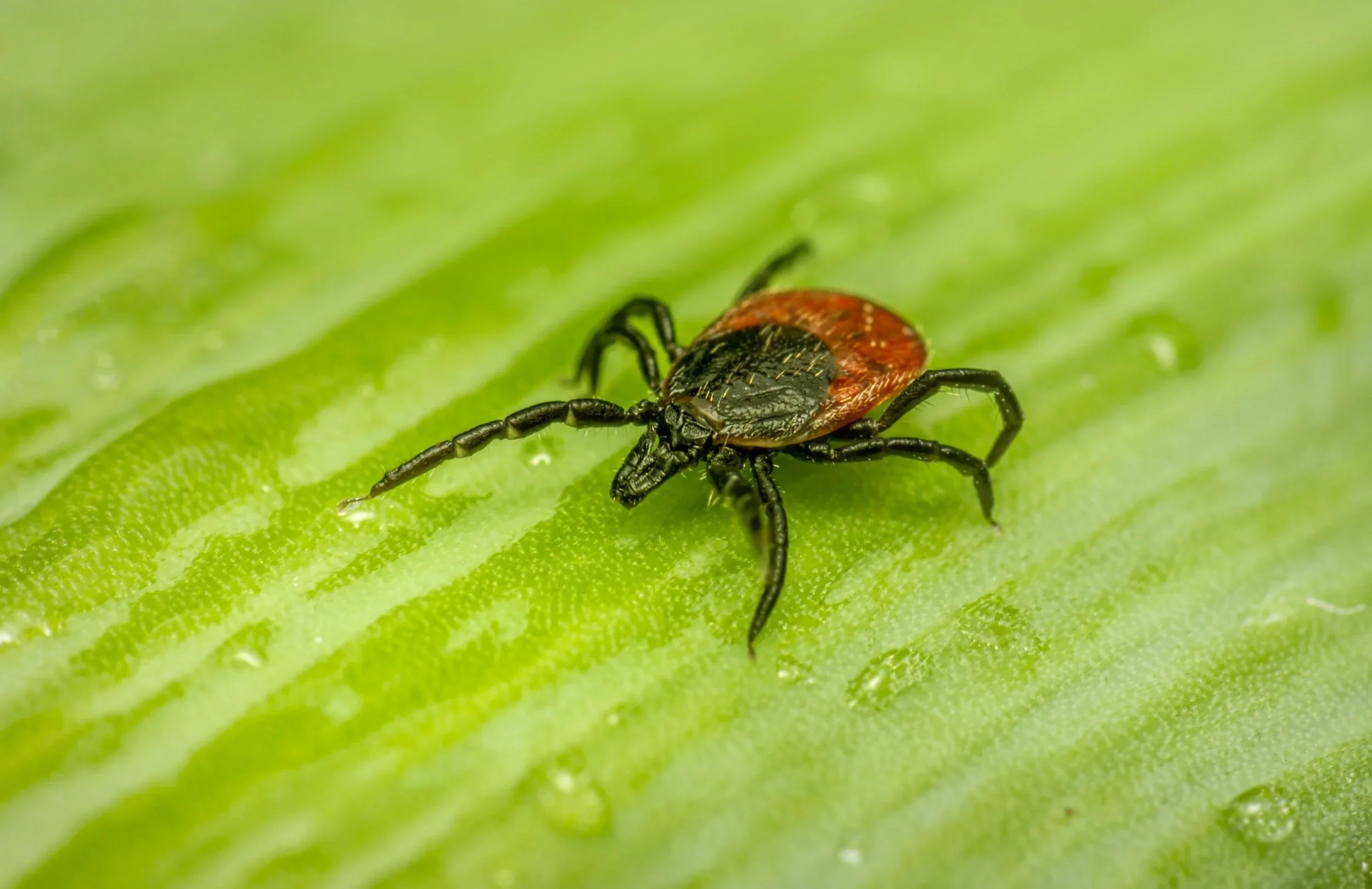 Image of a Tick on a Leaf