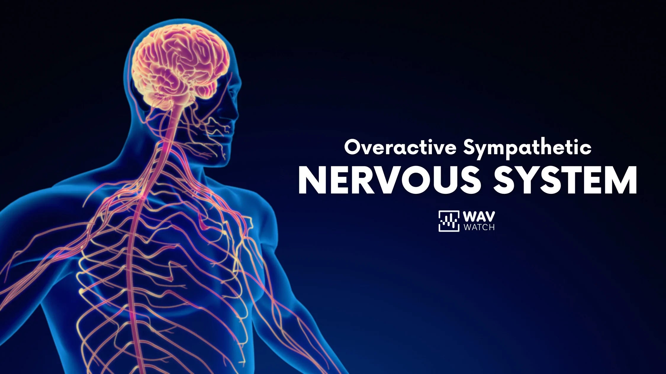 Graphic Image of Nervous System