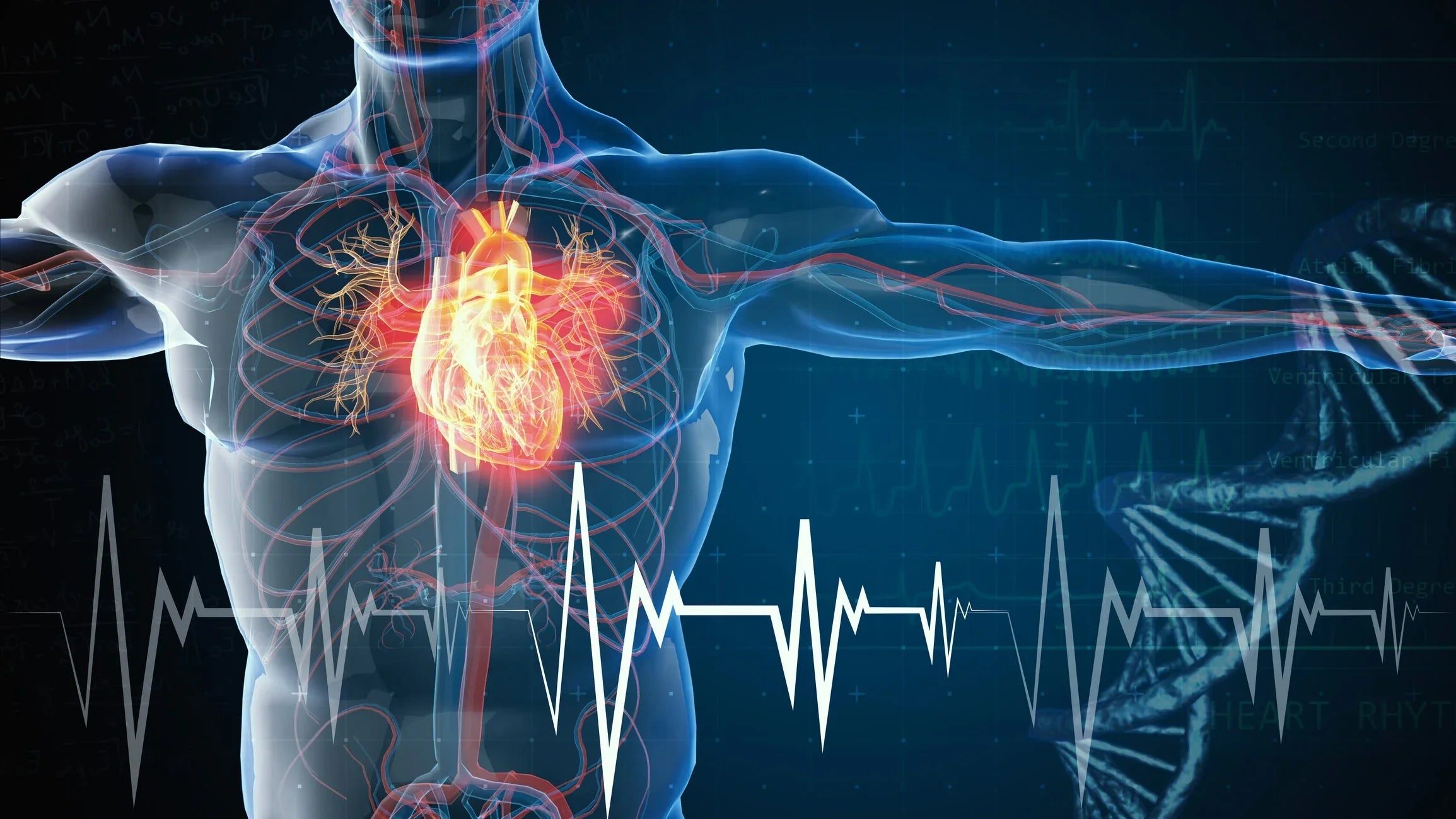 Graphic of a Human Body and Heart