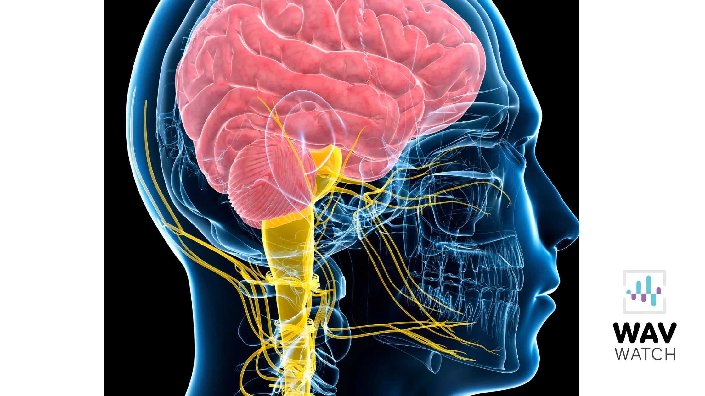 Graphic Image of the Vagus Nerve