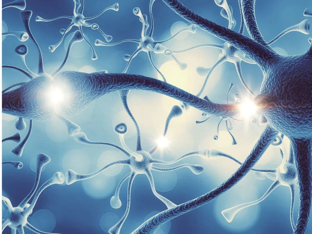 Graphic Image of the Nervous System