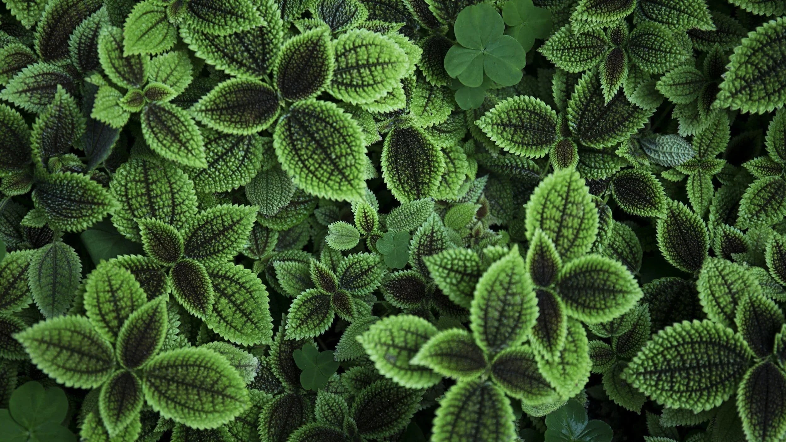 Image of Healthy Plants